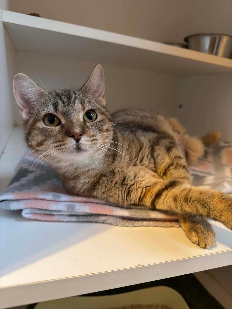 Marshalina, a Adoptable mixed breed in Parsons, WV image 2/3