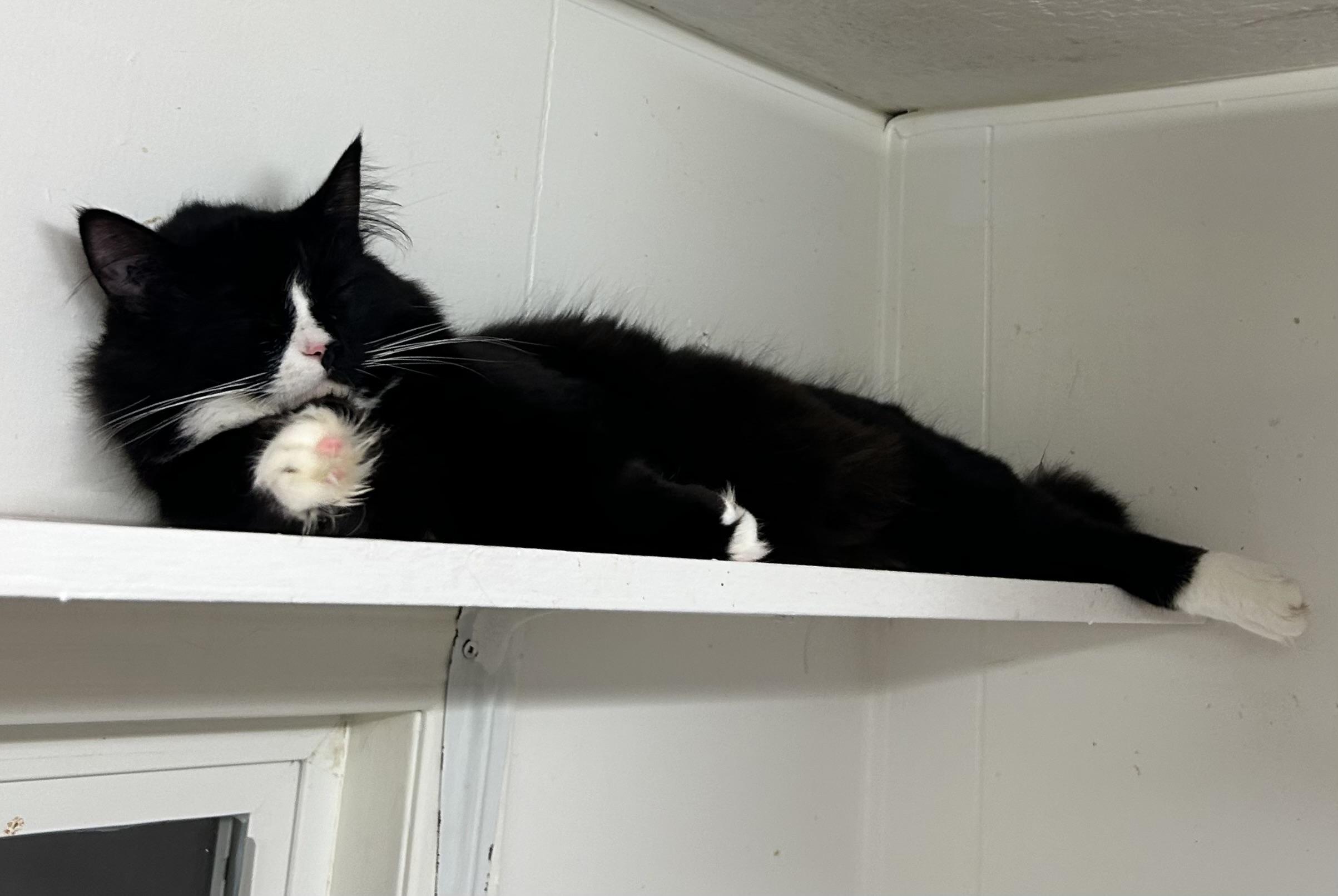 Spike (Bonded with Charlotte), an adoptable Tuxedo in Maple Ridge, BC, V2W 1A4 | Photo Image 5