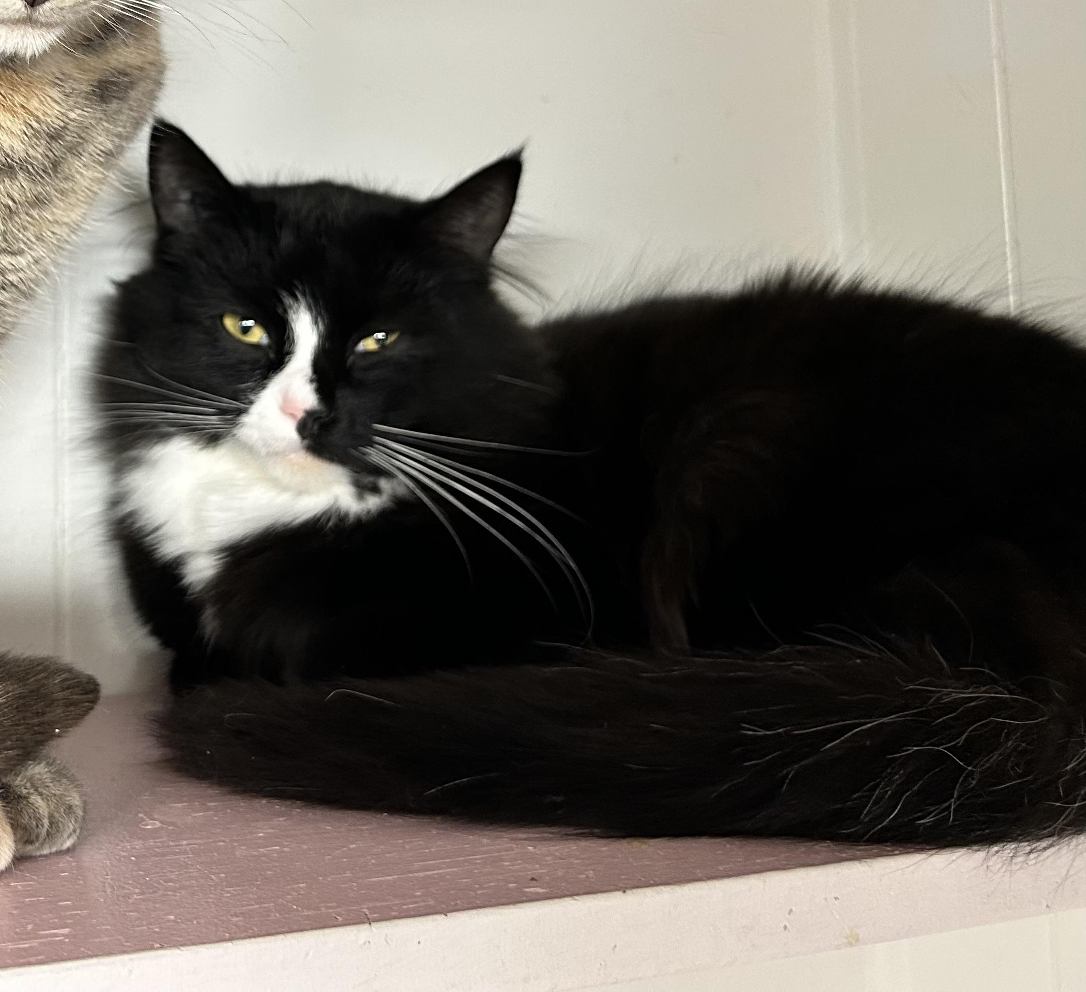 Spike (Bonded with Charlotte), an adoptable Tuxedo in Maple Ridge, BC, V2W 1A4 | Photo Image 4
