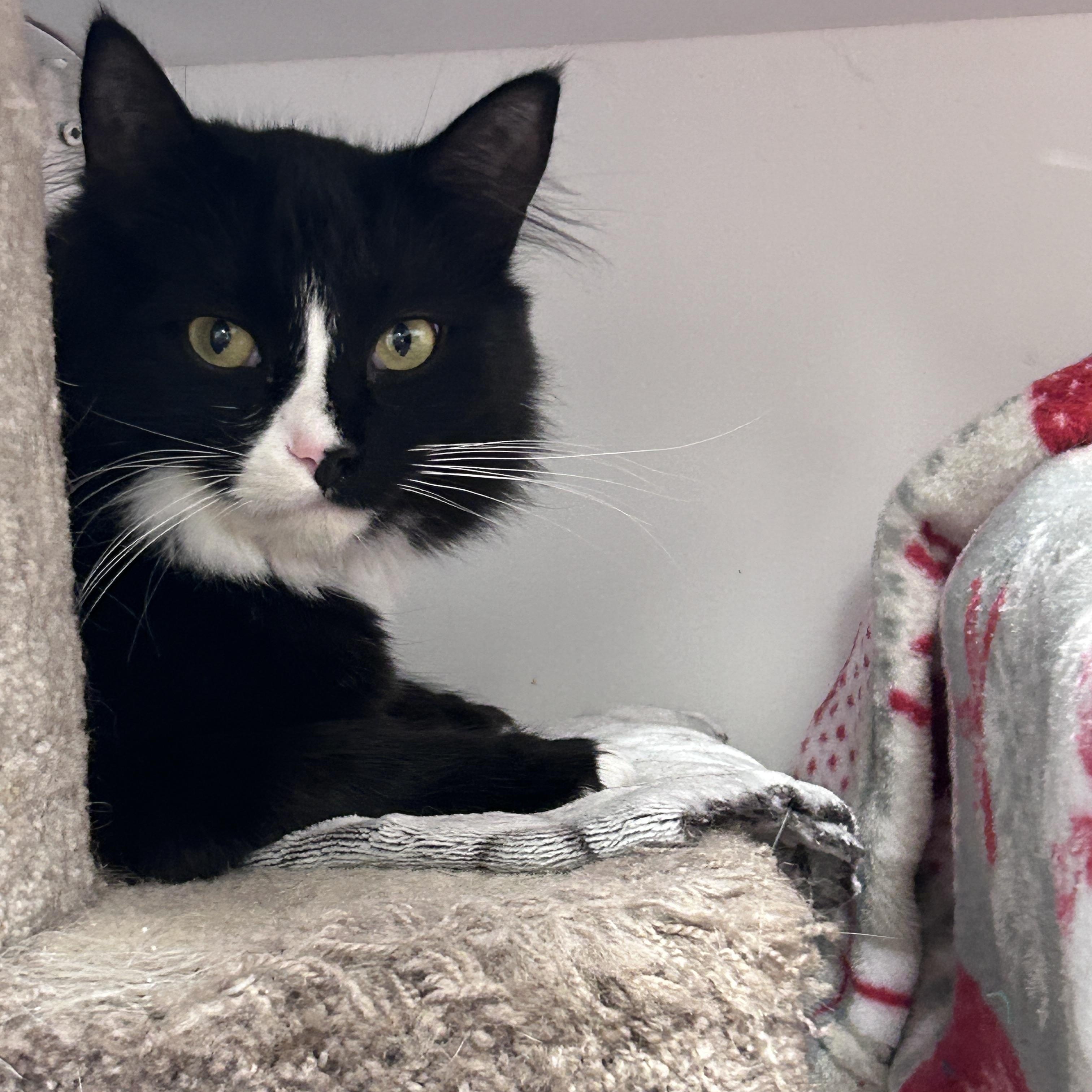 Spike (Bonded with Charlotte), an adoptable Tuxedo in Maple Ridge, BC, V2W 1A4 | Photo Image 3