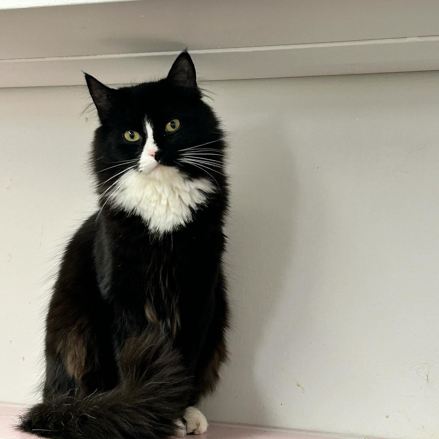 Spike (Bonded with Charlotte), an adoptable Tuxedo in Maple Ridge, BC, V2W 1A4 | Photo Image 6