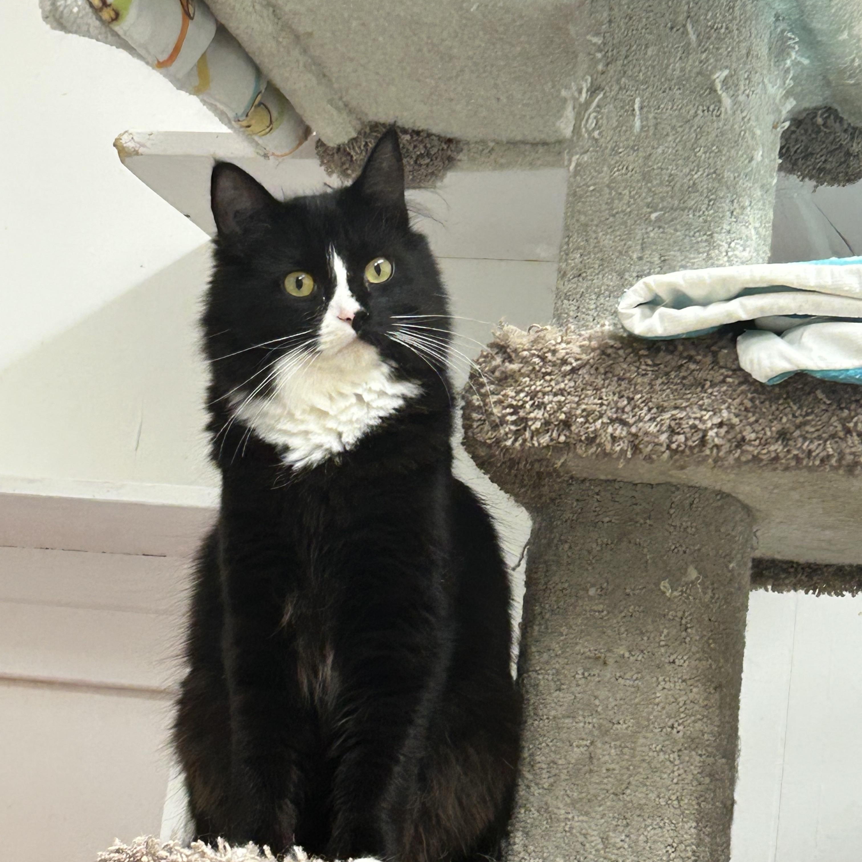 Spike (Bonded with Charlotte), an adoptable Tuxedo in Maple Ridge, BC, V2W 1A4 | Photo Image 2