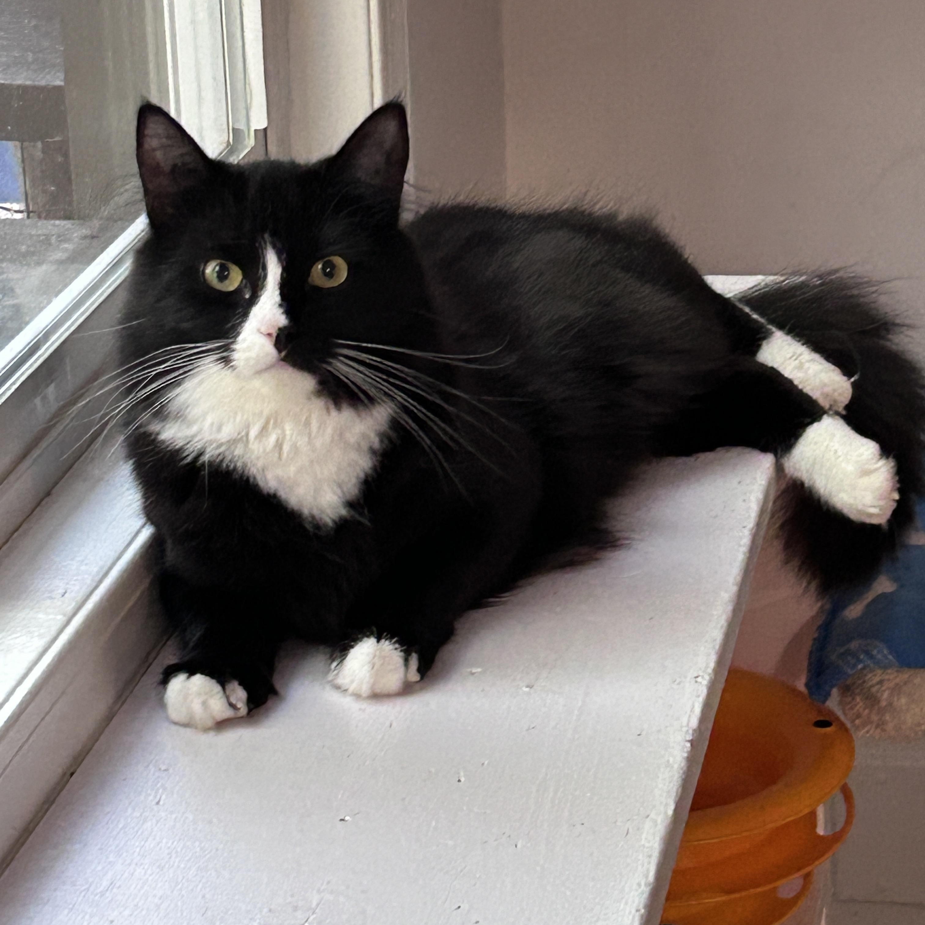 Spike (Bonded with Charlotte), an adoptable Tuxedo in Maple Ridge, BC, V2W 1A4 | Photo Image 1