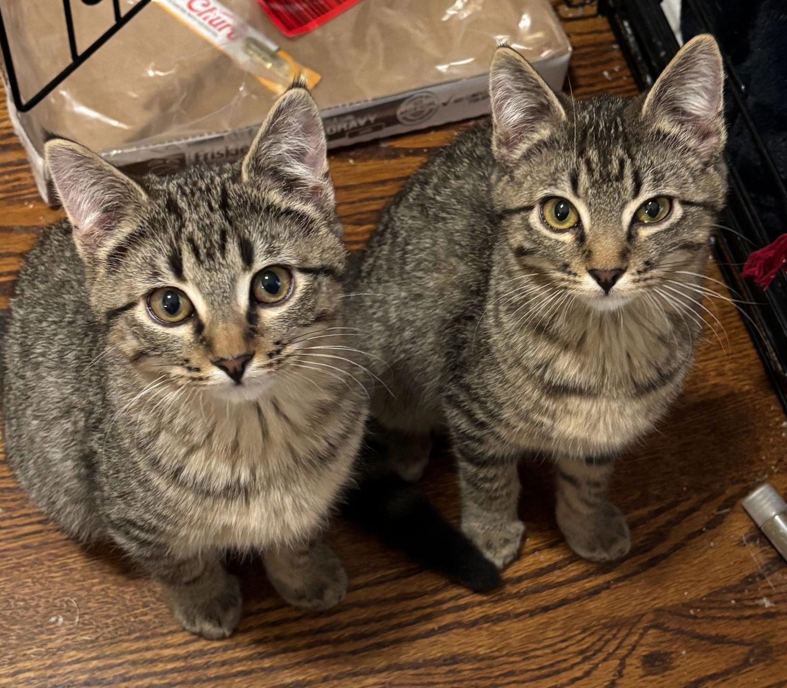 Milo and Ollie, Adoptable, Kitten Male Domestic Short Hair.