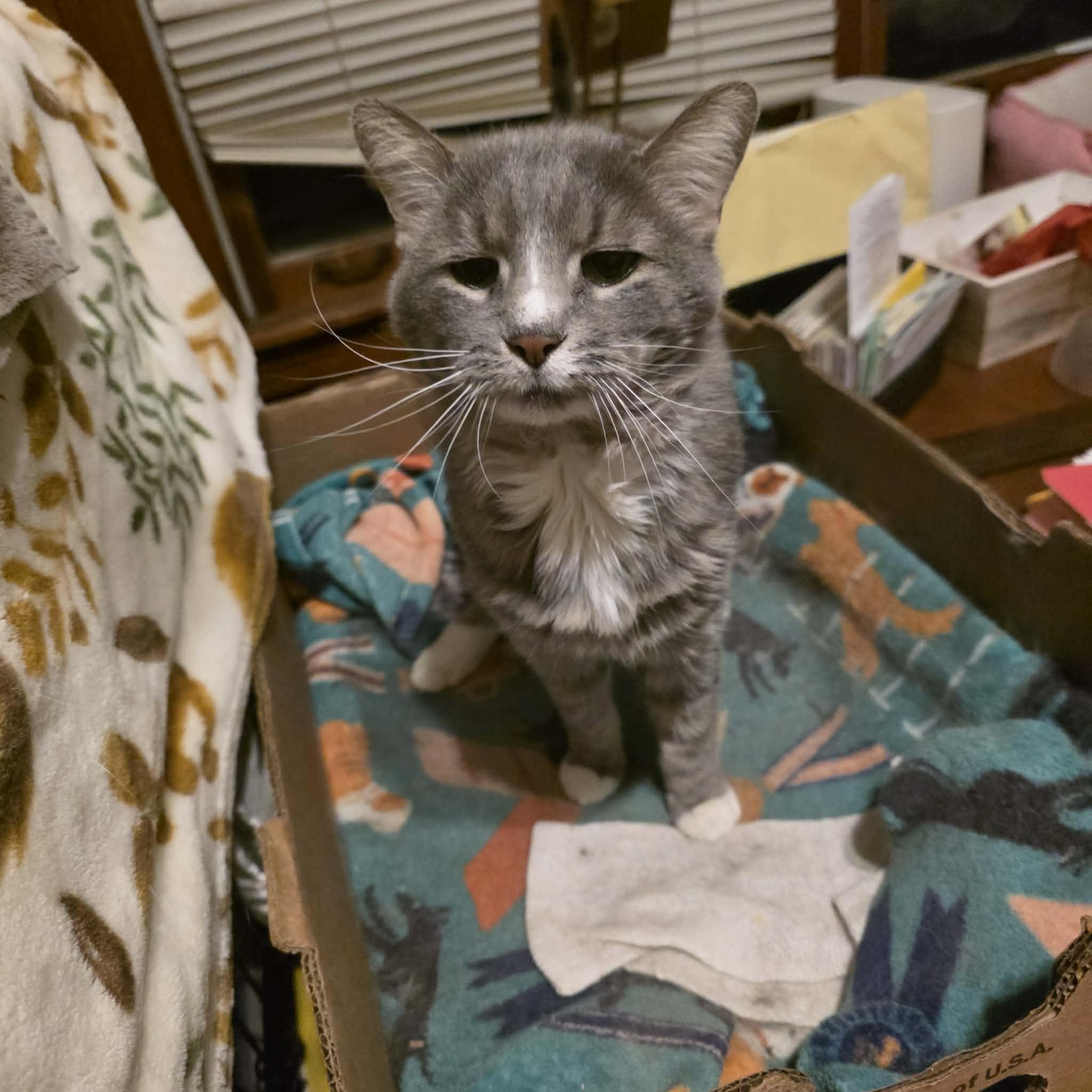 Ted, Adoptable, Adult Male Domestic Medium Hair.