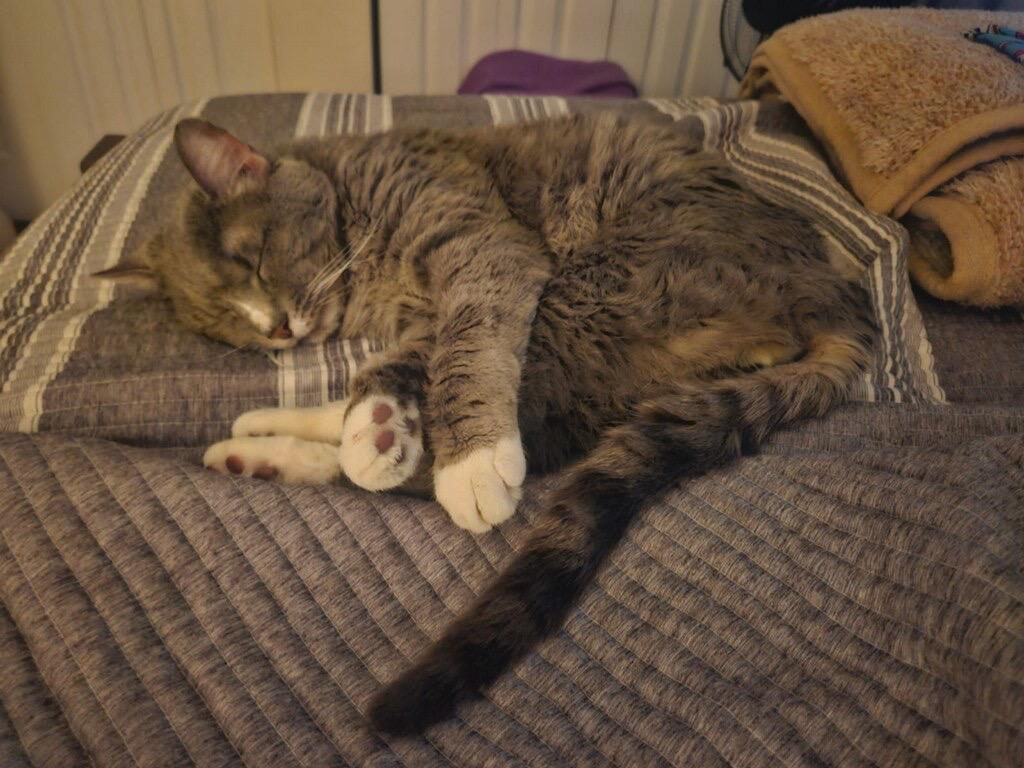 Ted, Adoptable, Adult Male Domestic Medium Hair.