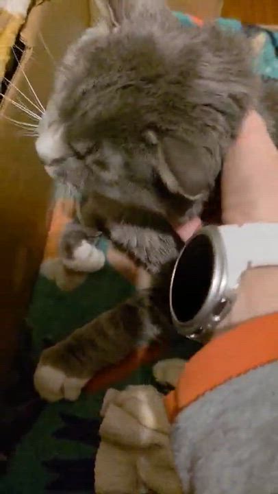 Enlarge Ted, a Adoptable mixed breed in Chicago, IL video 6/6
