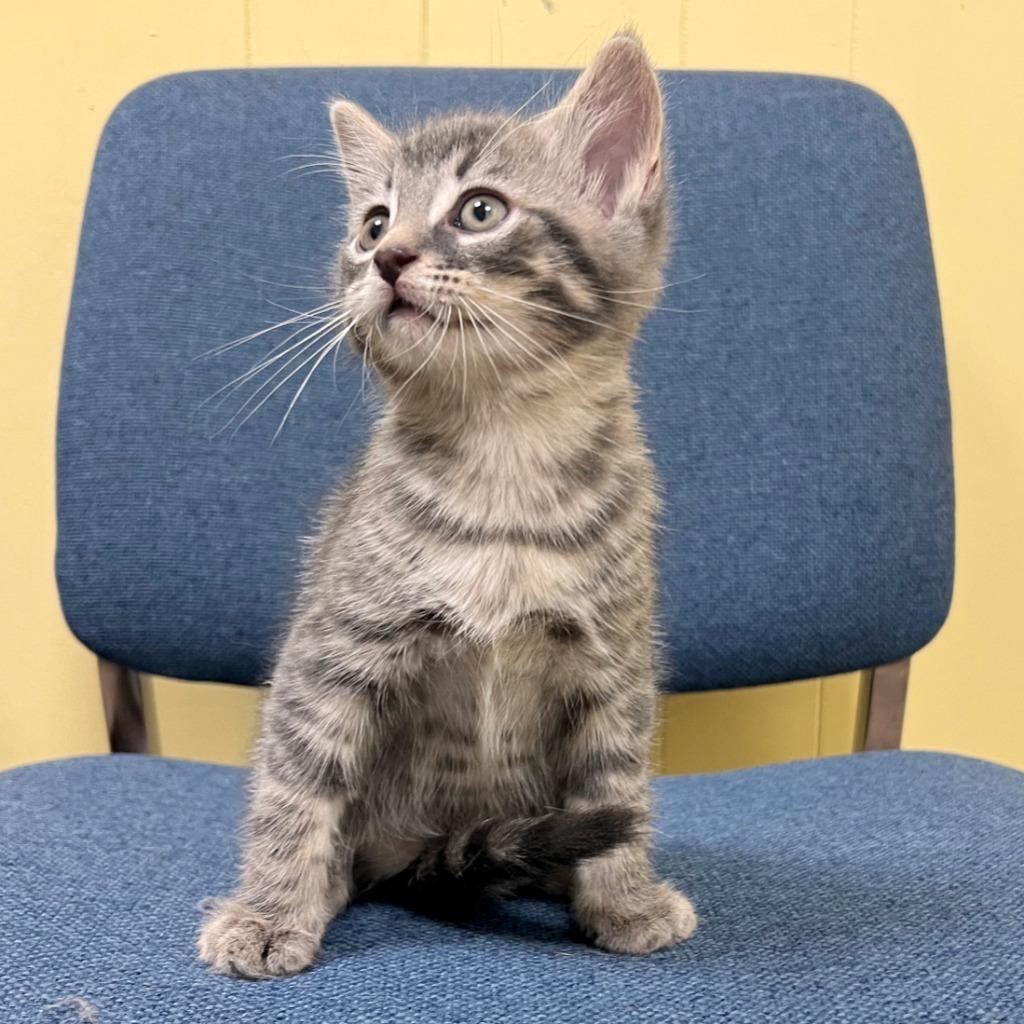 Pie, Adoptable, Kitten Male Domestic Short Hair.