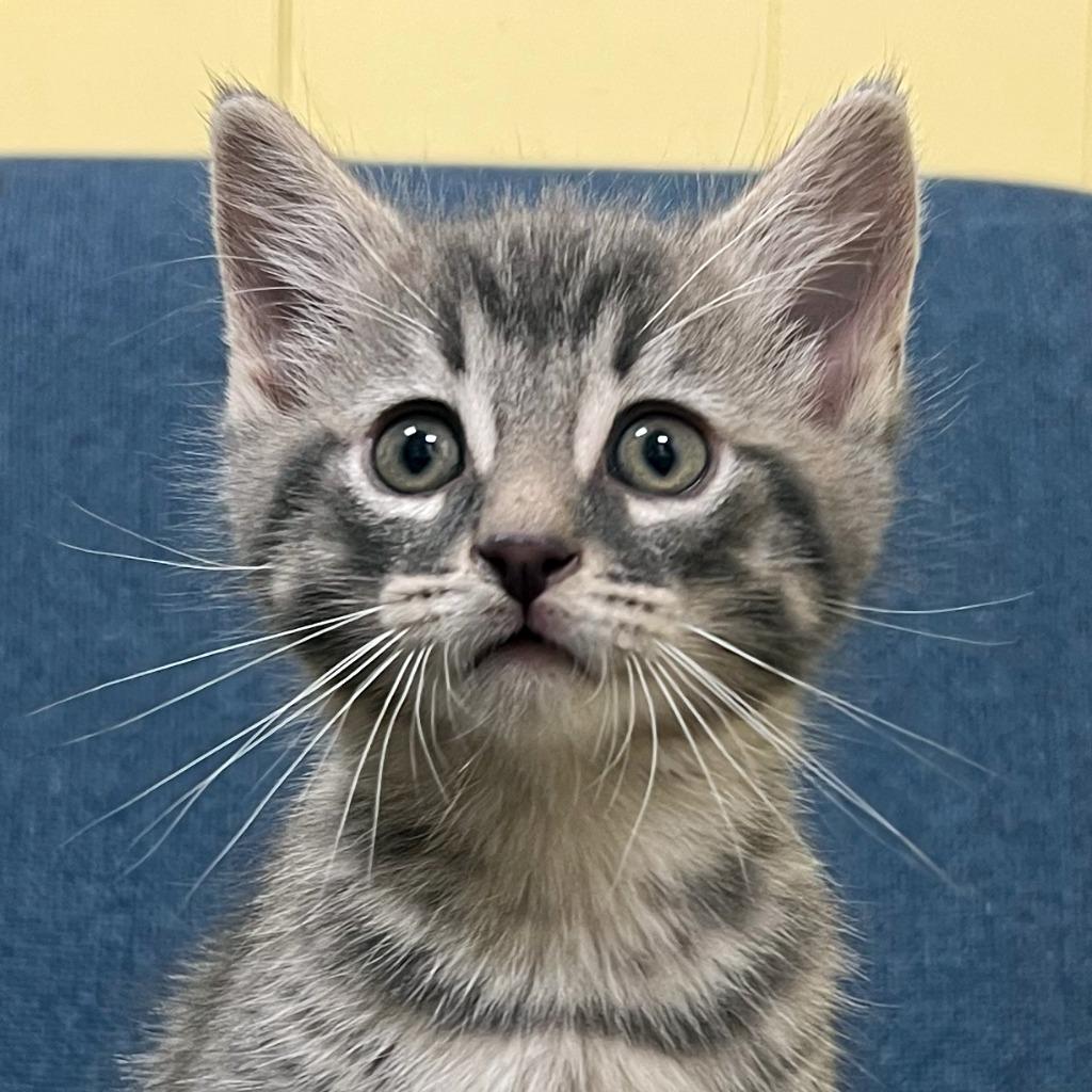 Pie, a Adoptable mixed breed in Olean, NY image 2/6