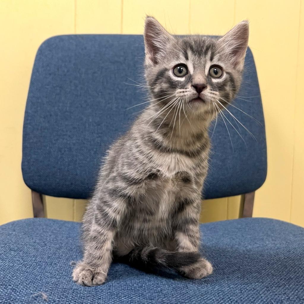 Pie, a Adoptable mixed breed in Olean, NY image 4/6