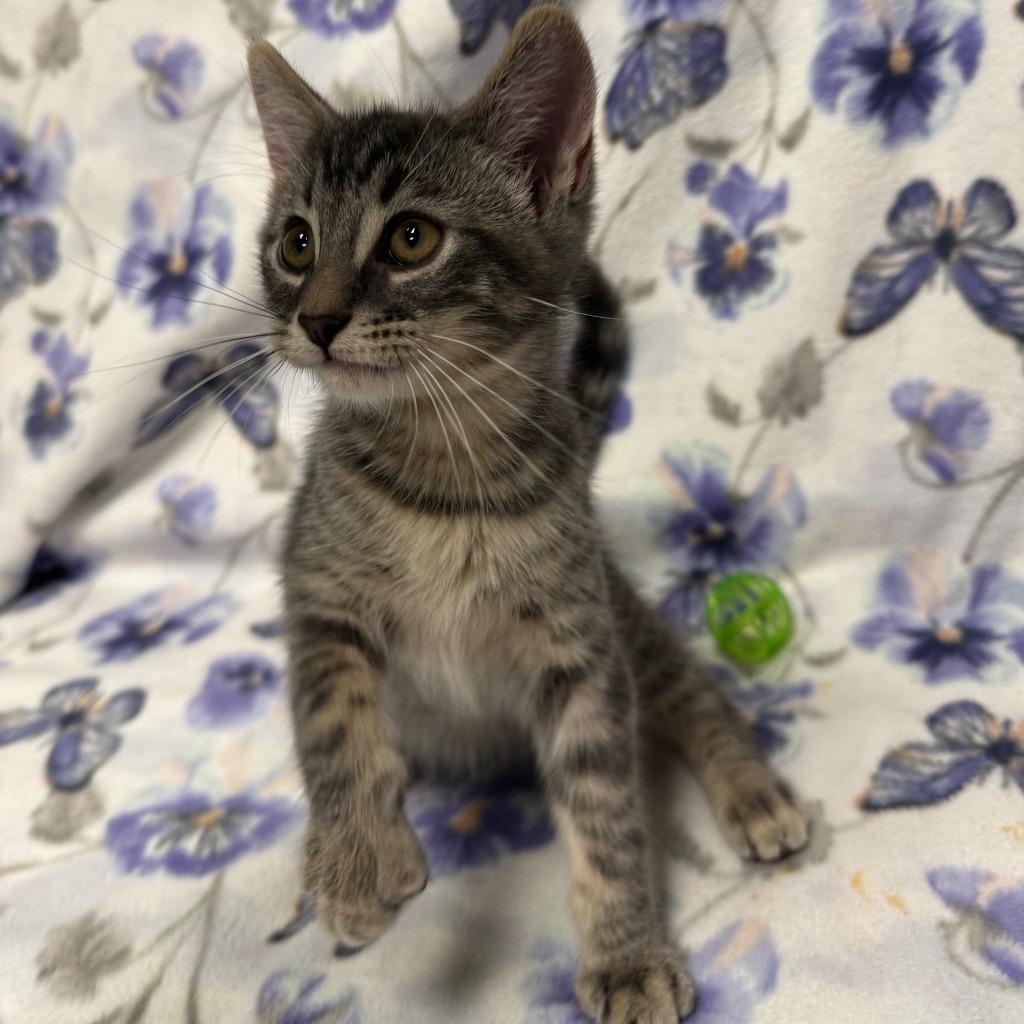 Pie, a Adoptable mixed breed in Olean, NY image 5/6