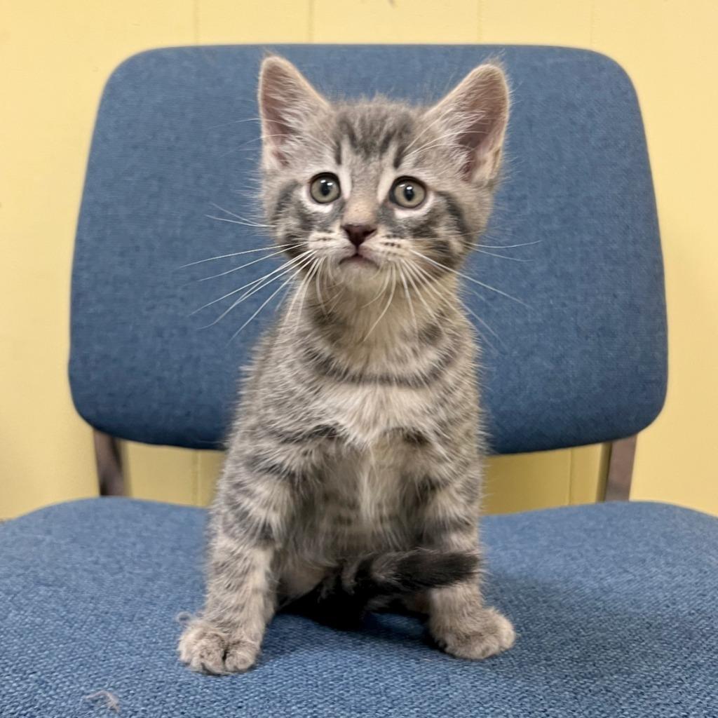 Pie, a Adoptable mixed breed in Olean, NY image 6/6