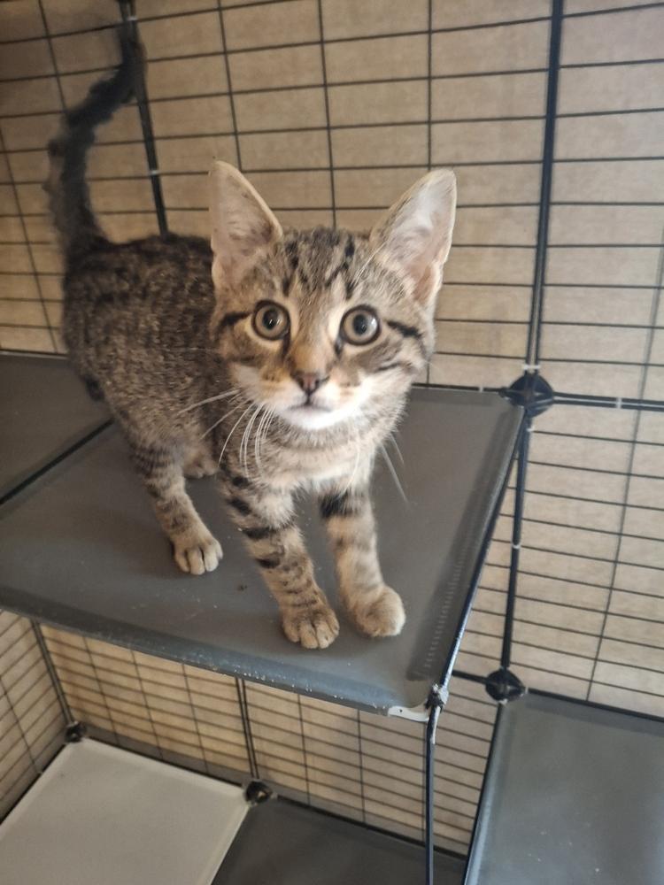 Jangels R., a Adoptable Domestic Short Hair in Peoria, IL image 1/3