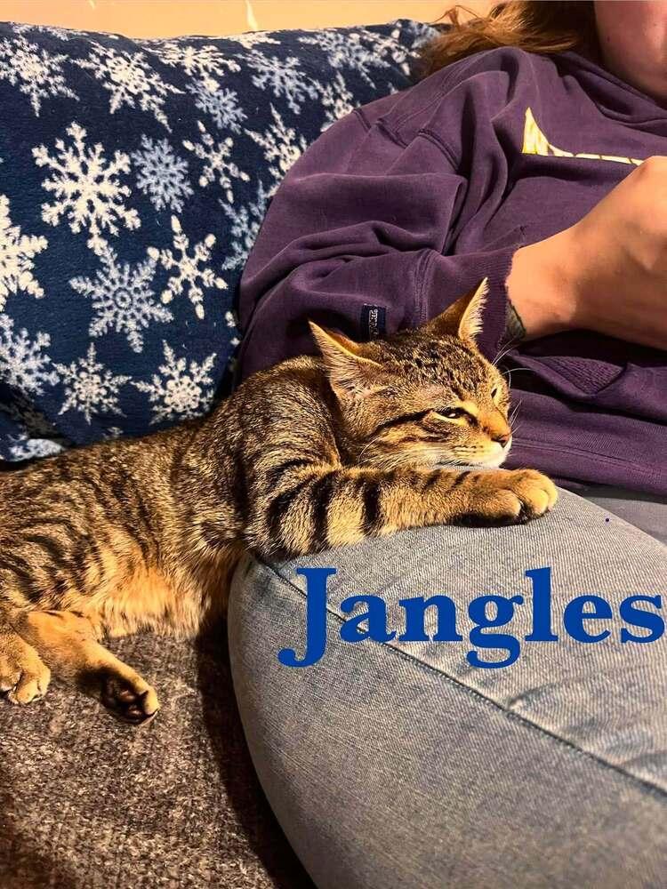 Jangels R., a Adoptable Domestic Short Hair in Peoria, IL image 2/3