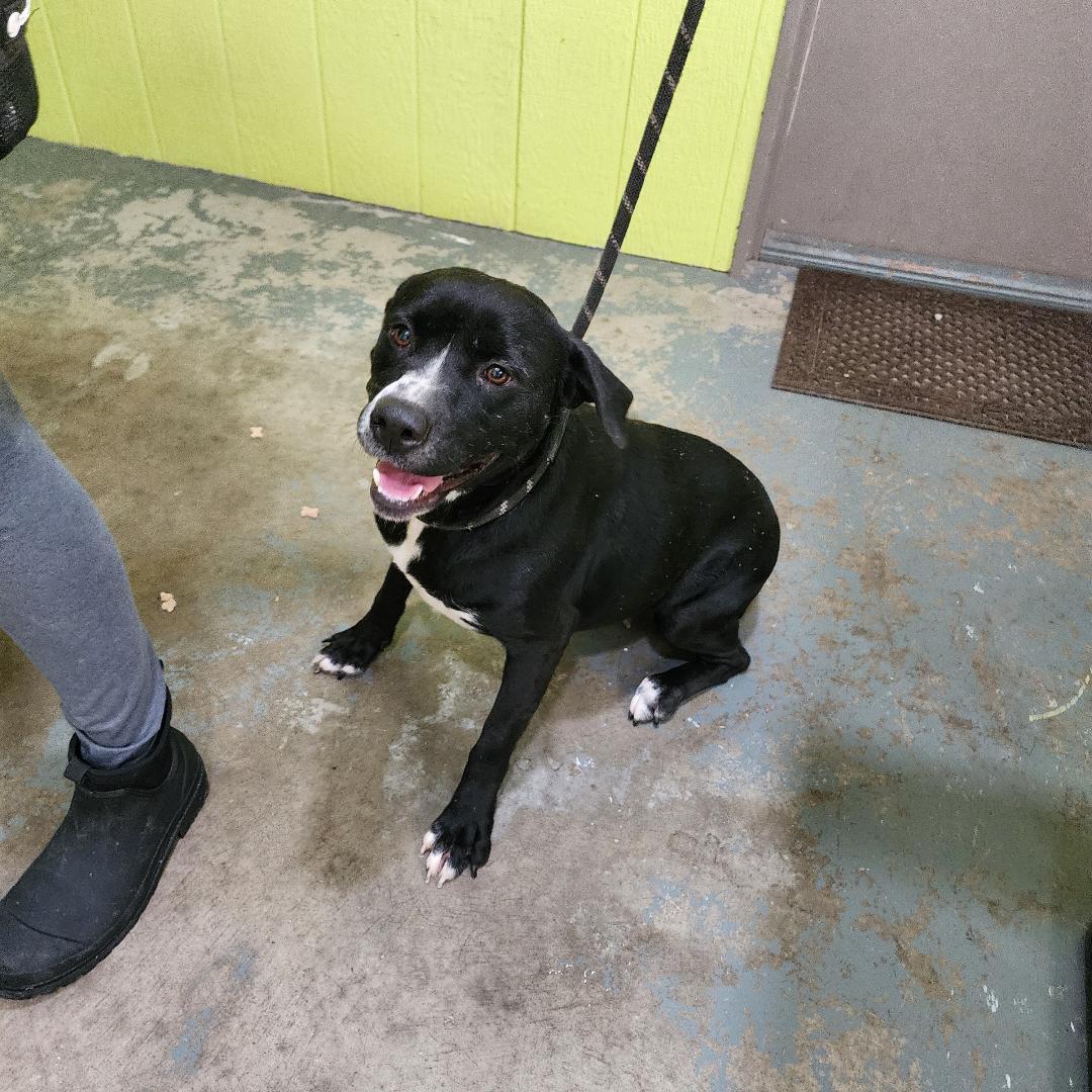 Tessa, a Adoptable Mixed Breed in Point Pleasant, WV image 1/3