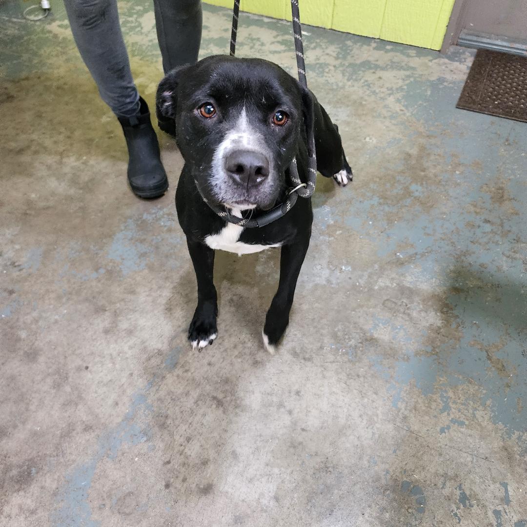 Tessa, a Adoptable Mixed Breed in Point Pleasant, WV image 2/3