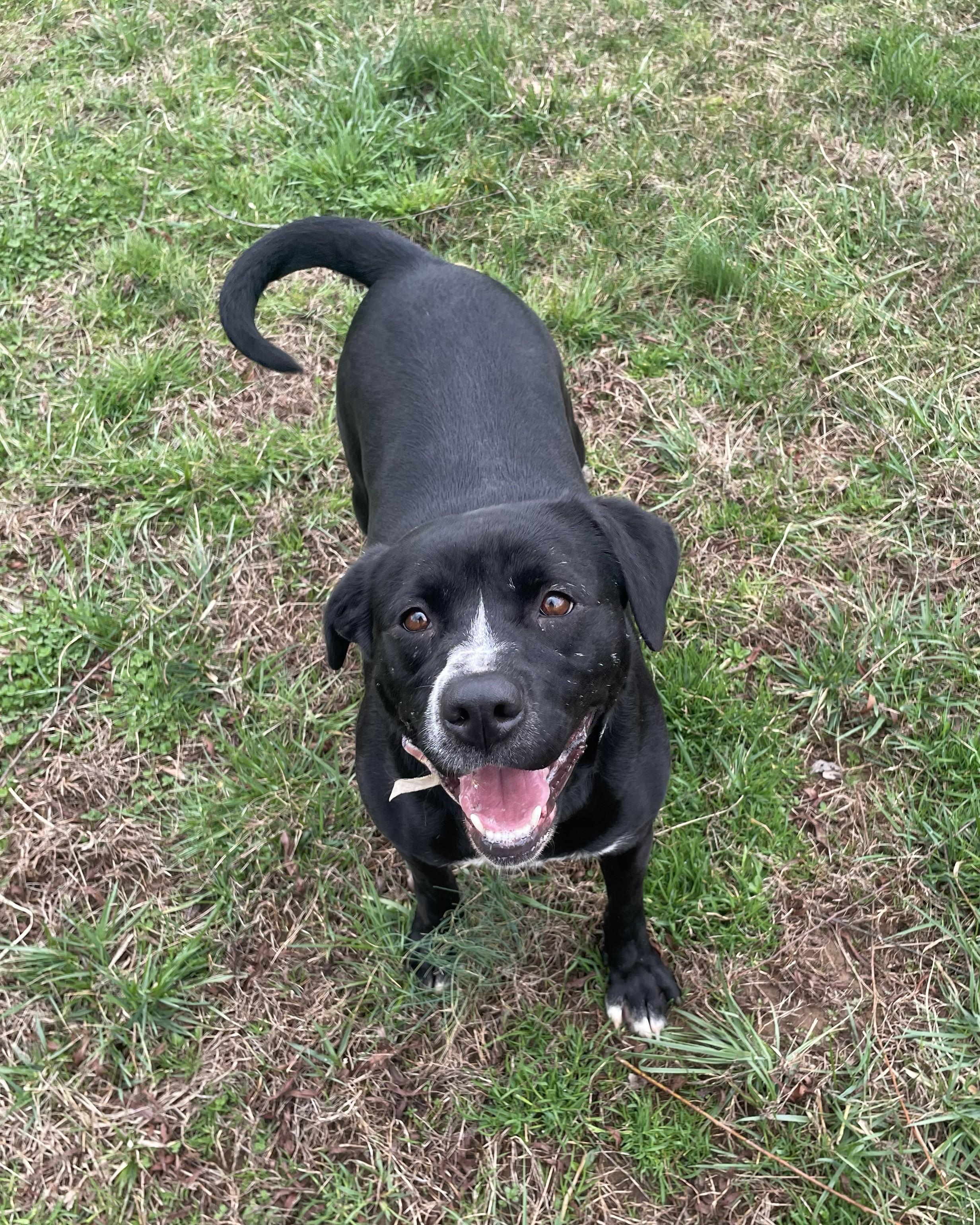 Tessa, Adoptable, Young Female Mixed Breed.