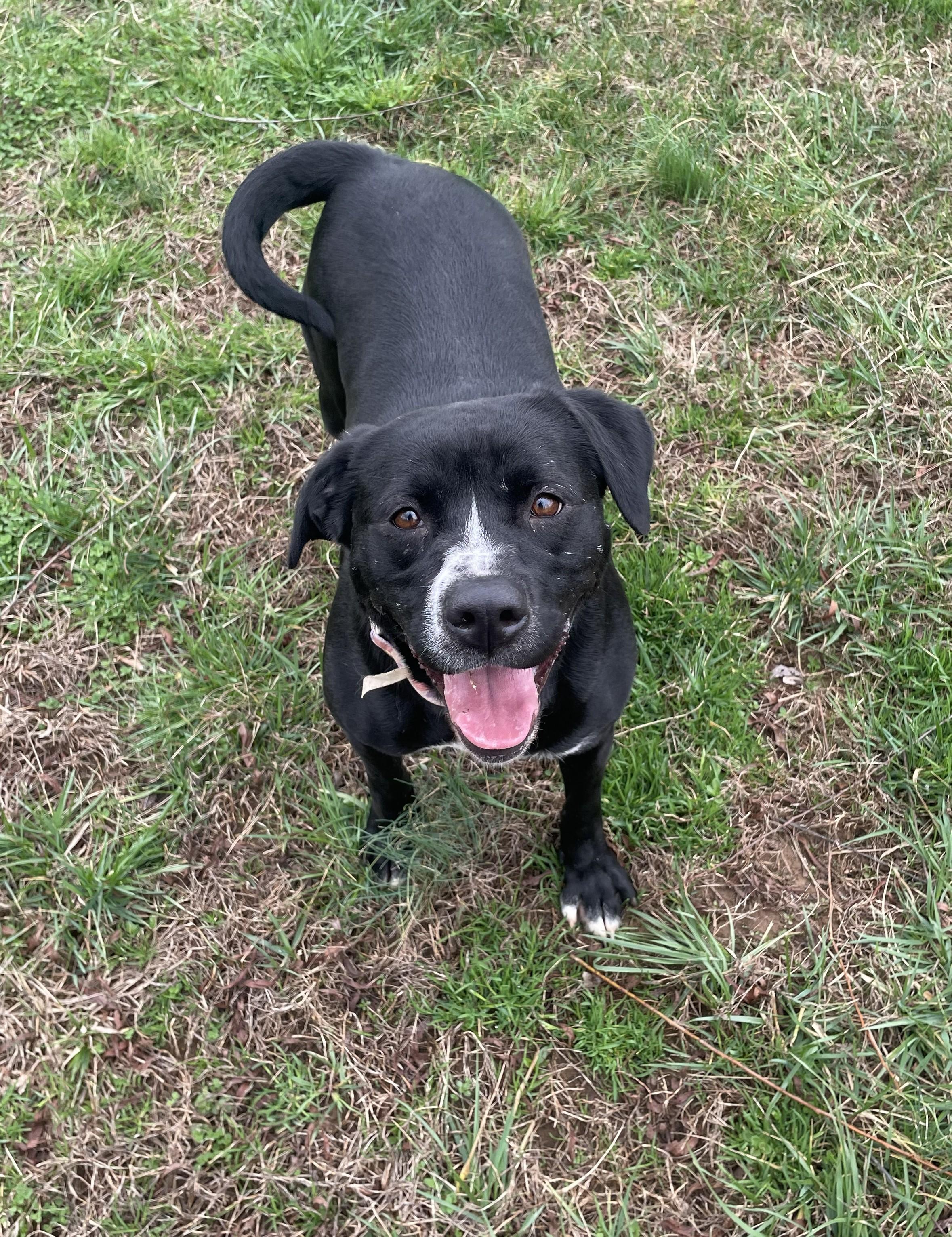 Enlarge Tessa, a Adoptable Mixed Breed in Point Pleasant, WV image 3/3