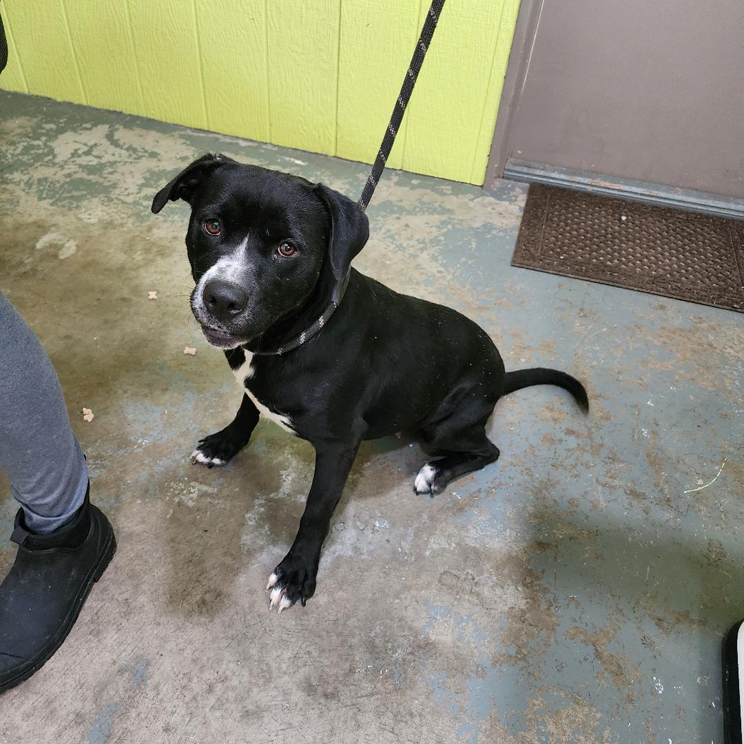 Tessa, Adoptable, Young Female Mixed Breed.