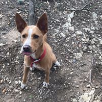 Truman, a Adoptable mixed breed in Fair Oaks Ranch, TX image 1/9