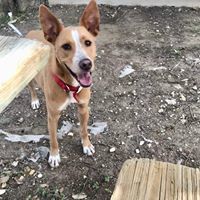 Truman, a Adoptable mixed breed in Fair Oaks Ranch, TX image 2/9