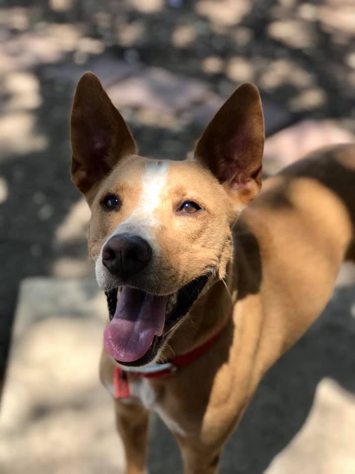 Truman, a Adoptable mixed breed in Fair Oaks Ranch, TX image 3/9