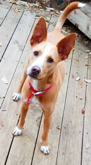 Truman, a Adoptable mixed breed in Fair Oaks Ranch, TX image 4/9