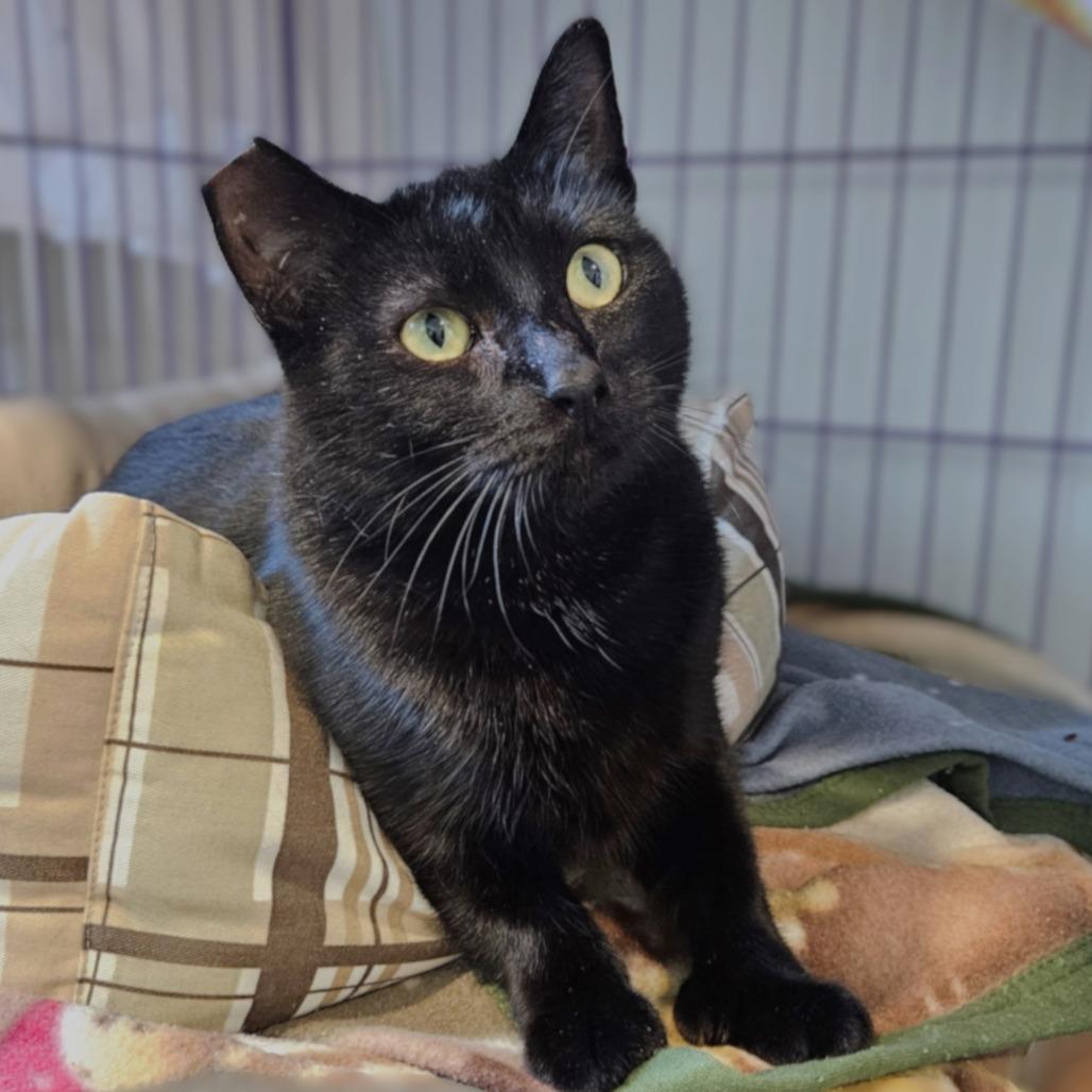 Natalia, a Adoptable Domestic Short Hair in Springfield, OR image 1/6