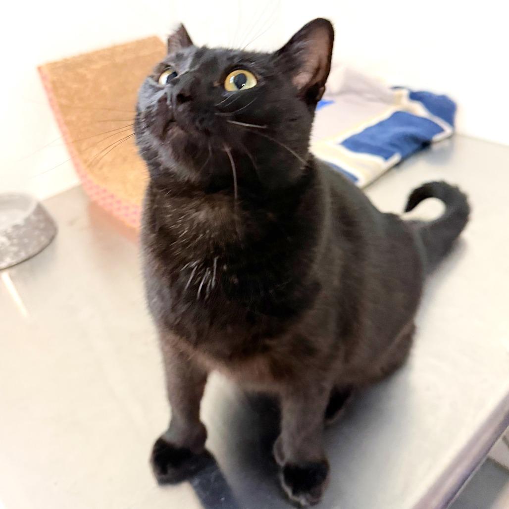 Natalia, a Adoptable Domestic Short Hair in Springfield, OR image 2/6