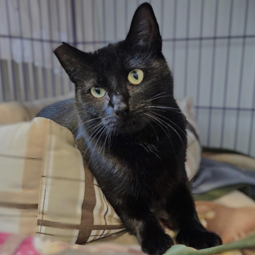 Natalia, a Adoptable Domestic Short Hair in Springfield, OR image 3/6
