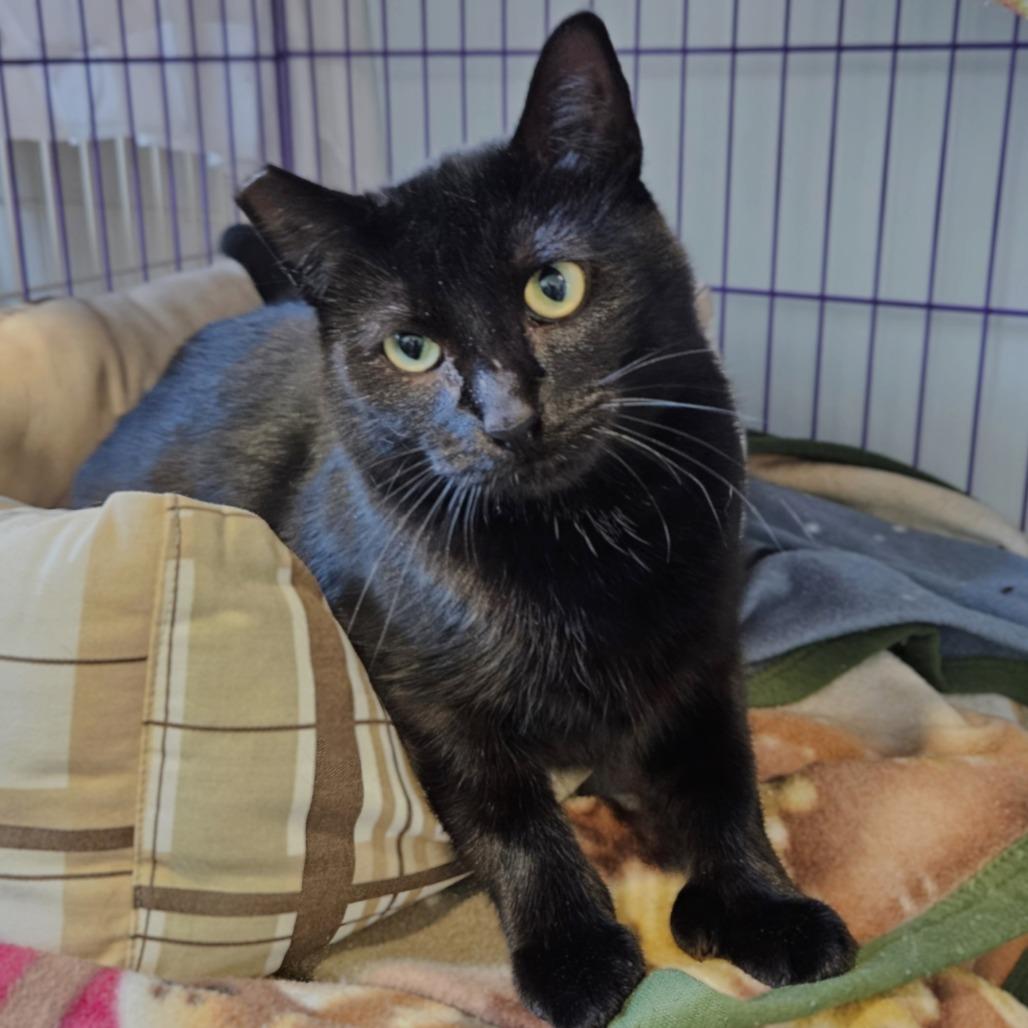 Natalia, a Adoptable Domestic Short Hair in Springfield, OR image 4/6