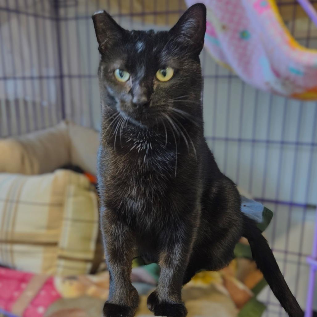 Natalia, a Adoptable Domestic Short Hair in Springfield, OR image 6/6