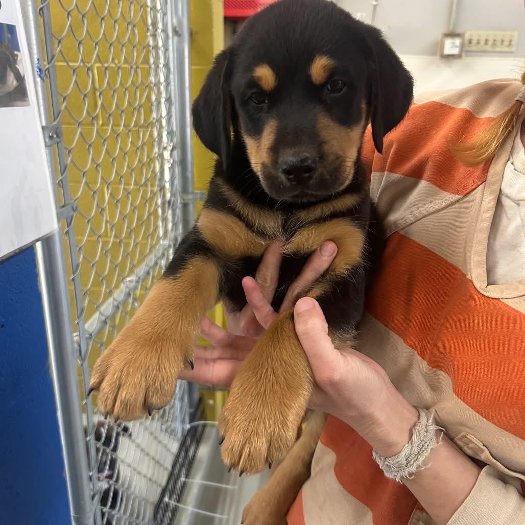 Enlarge Ball Drop, a Adoptable mixed breed in Hughesville, MD image 1/1