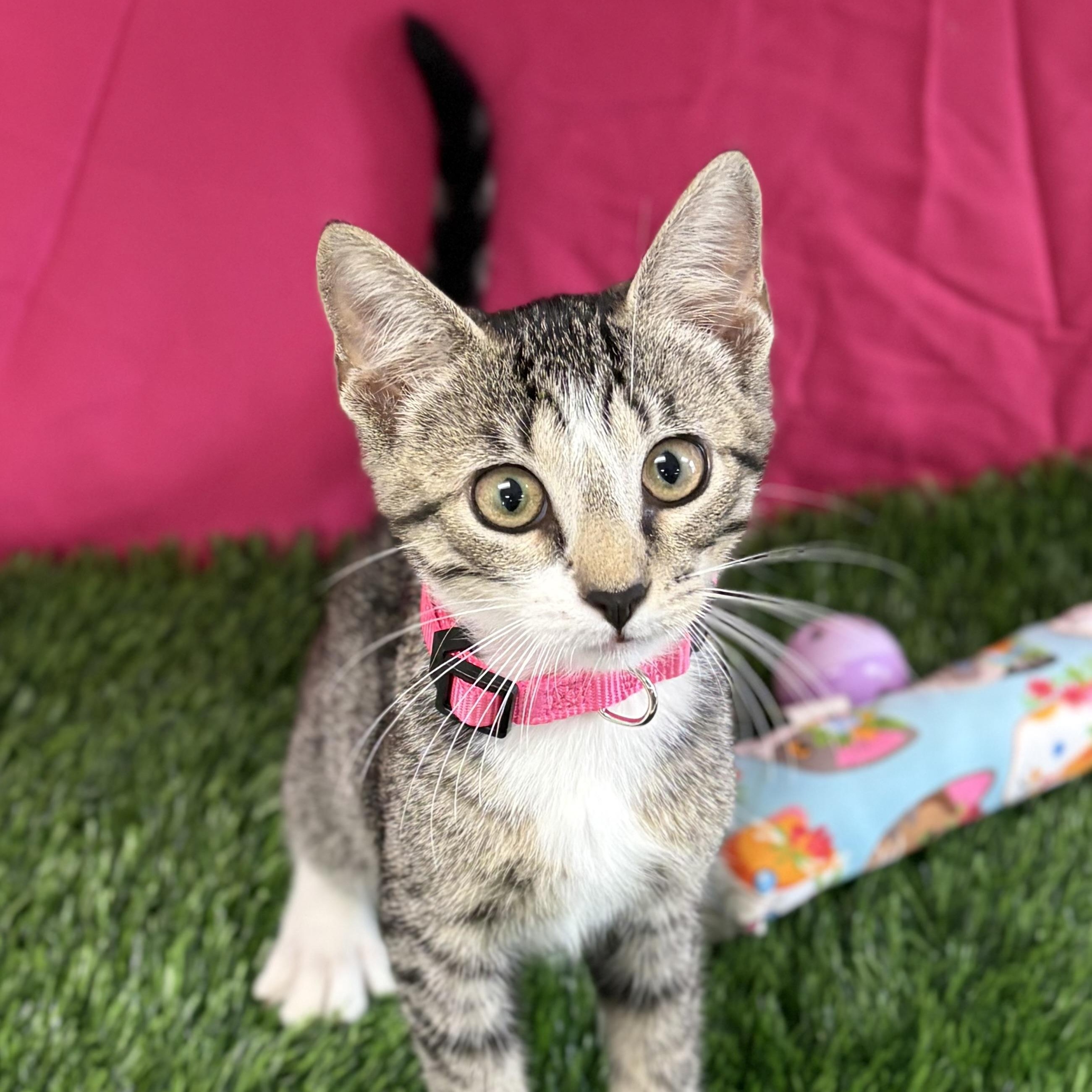 Enlarge Blossom, an adoptable Domestic Short Hair in Bardstown, KY image 1/6