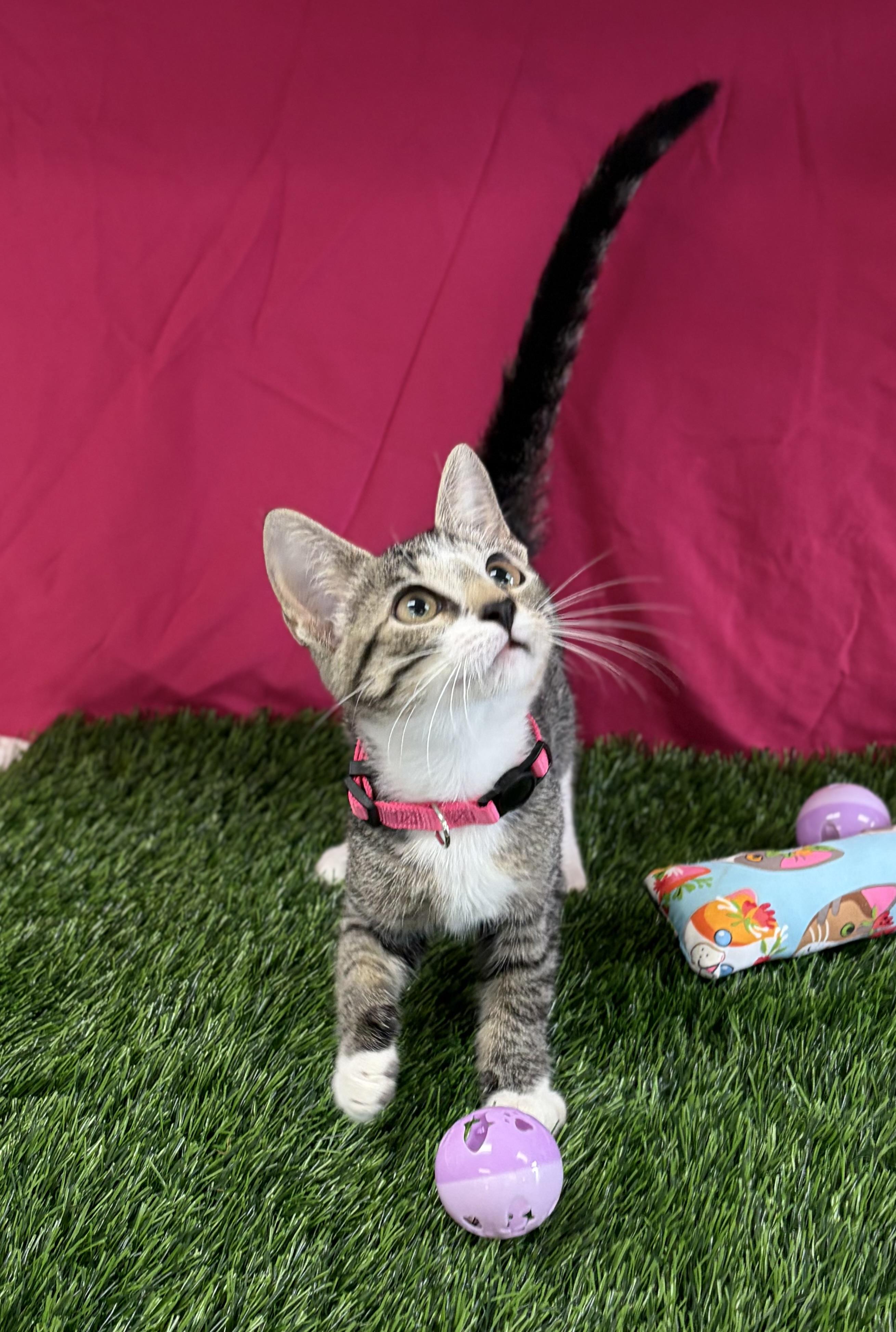 Enlarge Blossom, an adoptable Domestic Short Hair in Bardstown, KY image 5/6