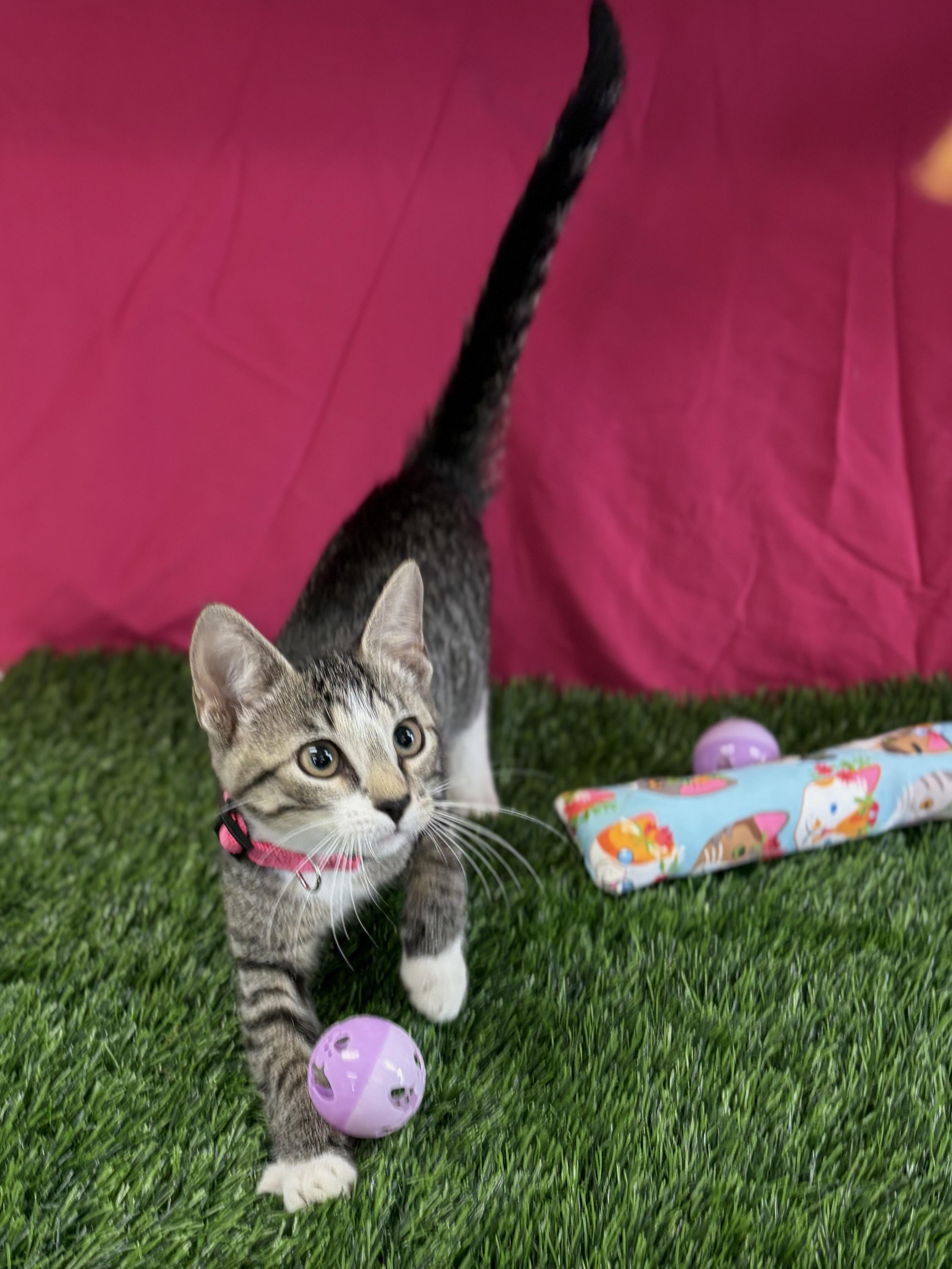 Enlarge Blossom, an adoptable Domestic Short Hair in Bardstown, KY image 2/6