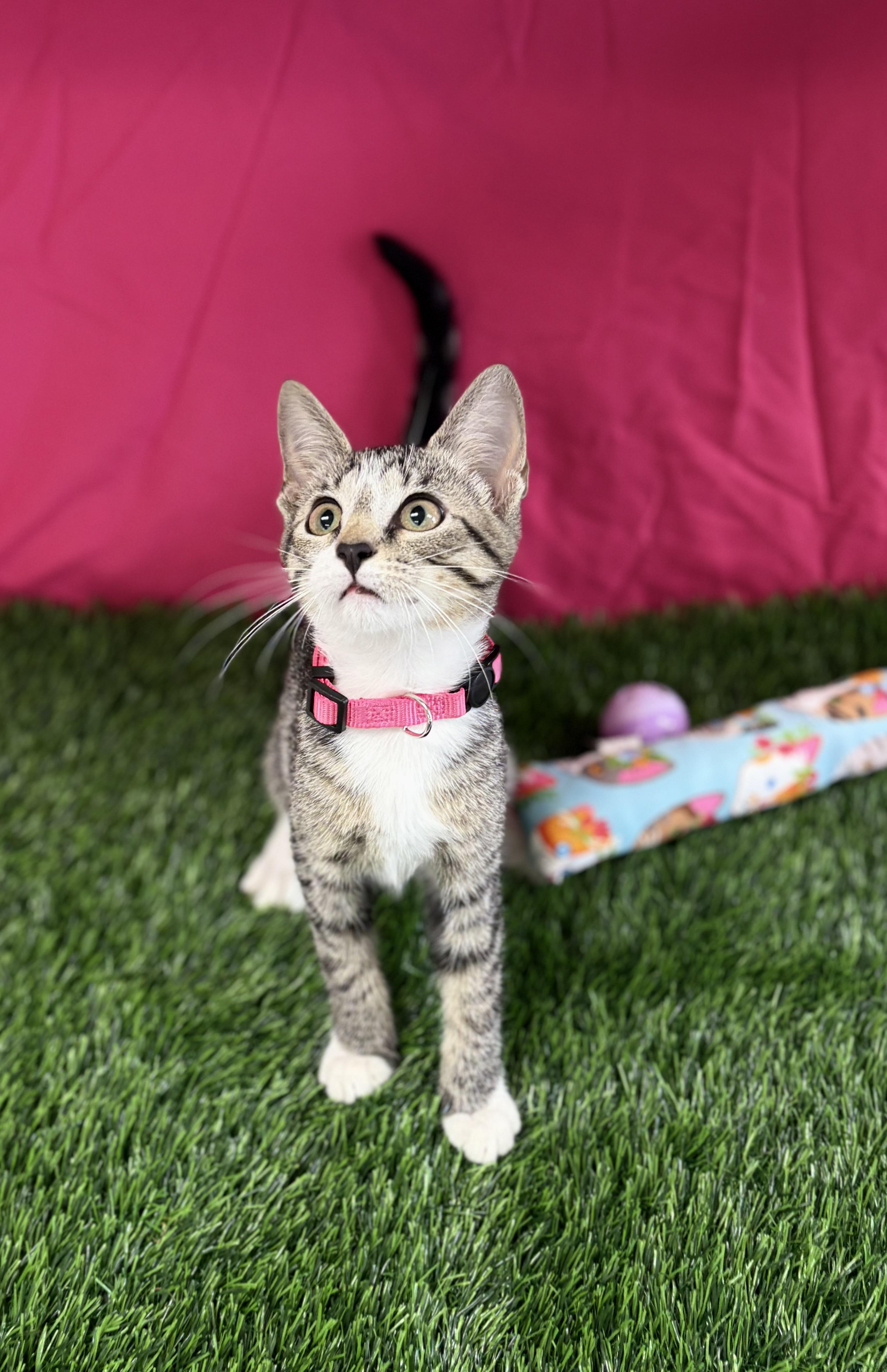 Enlarge Blossom, an adoptable Domestic Short Hair in Bardstown, KY image 6/6