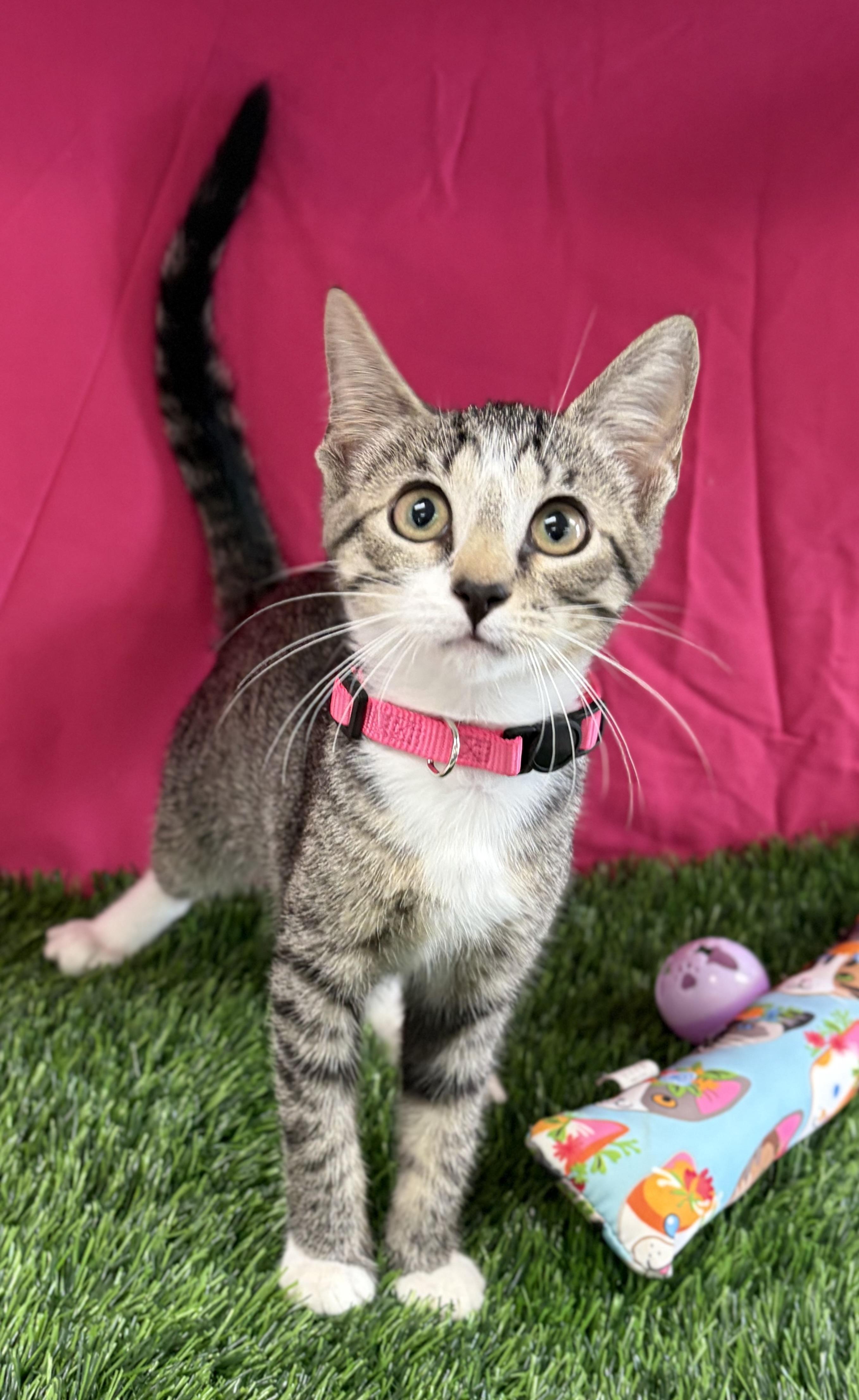 Enlarge Blossom, an adoptable Domestic Short Hair in Bardstown, KY image 4/6