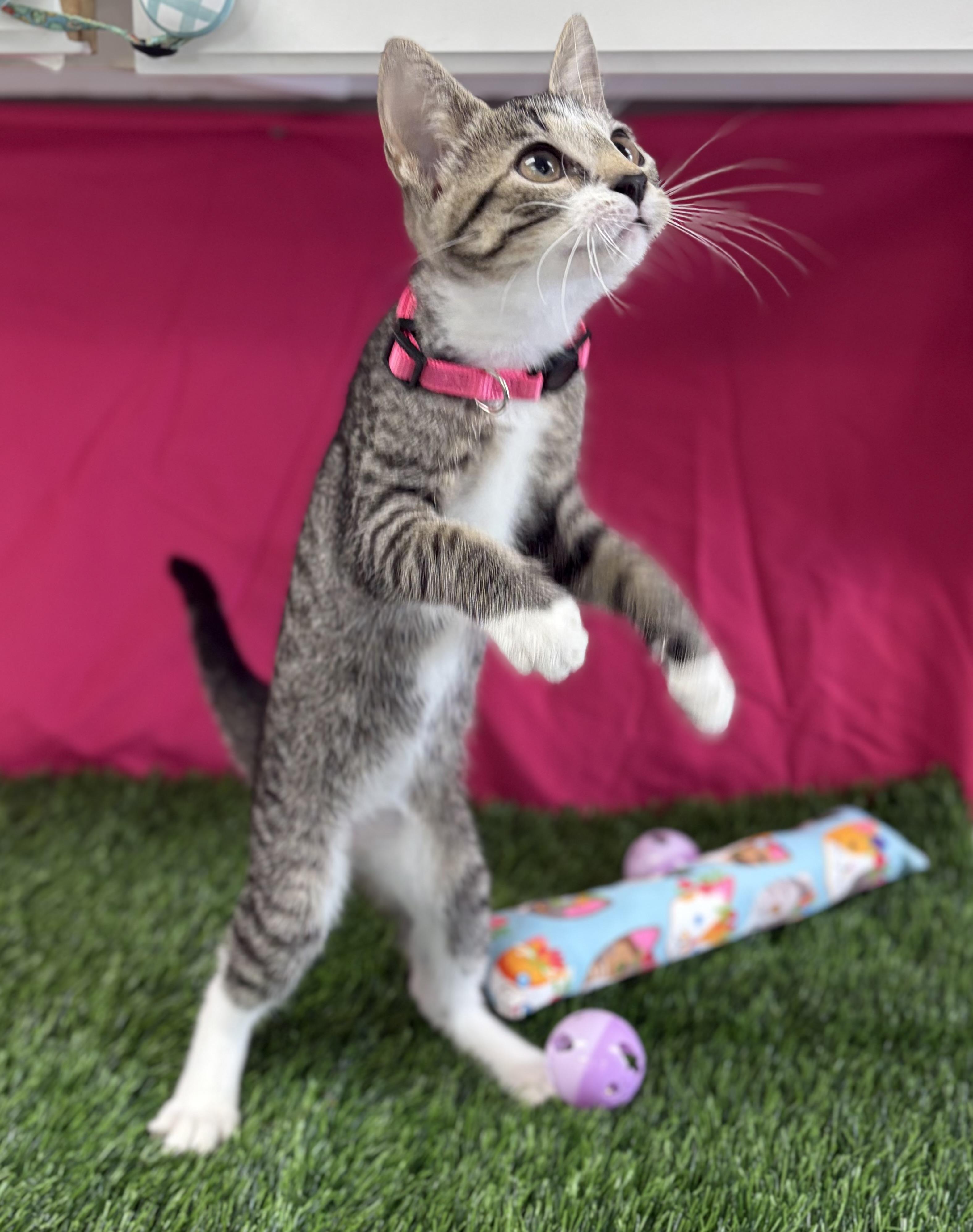 Enlarge Blossom, an adoptable Domestic Short Hair in Bardstown, KY image 3/6