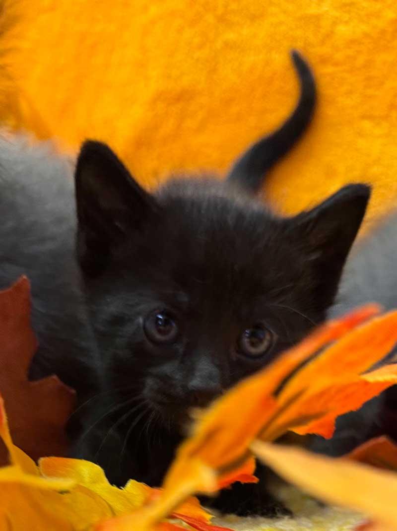 Pepper