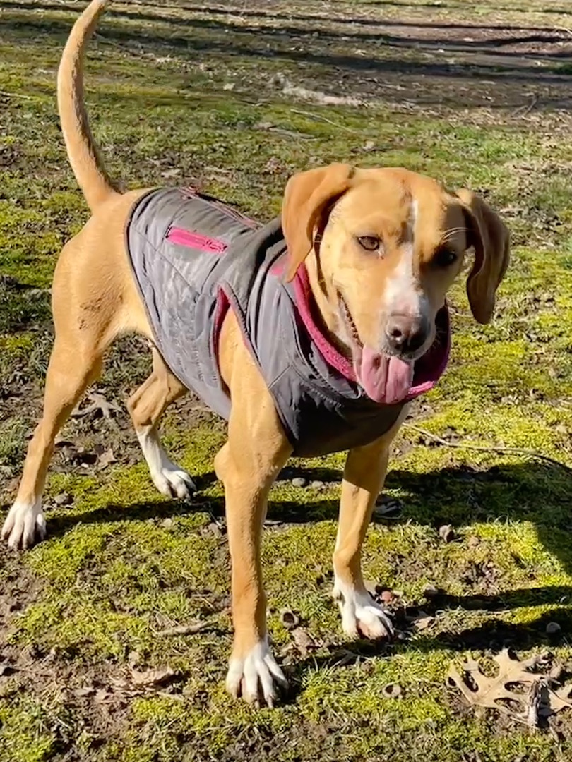 Fawn, Adopted, Young Female Hound & Beagle.