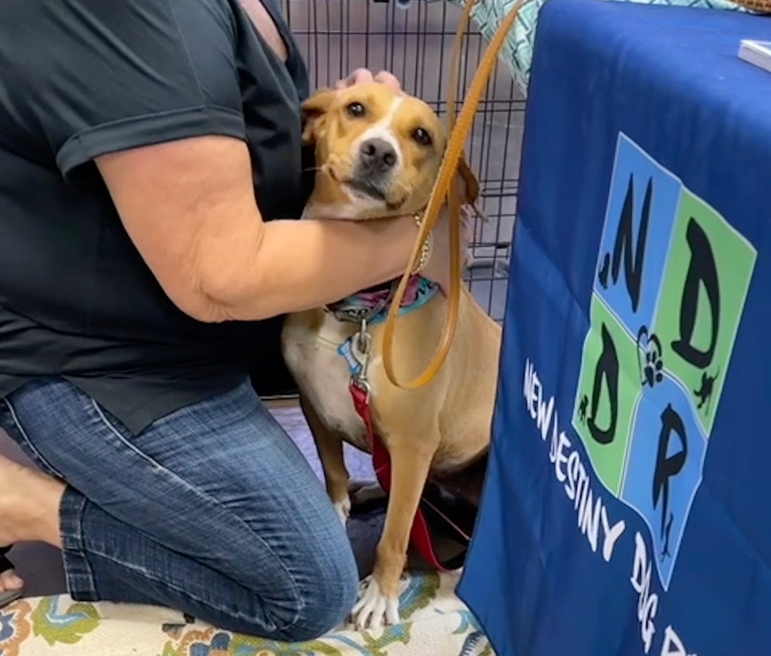 Fawn, a Adopted mixed breed in Shelbyville, TN image 2/10