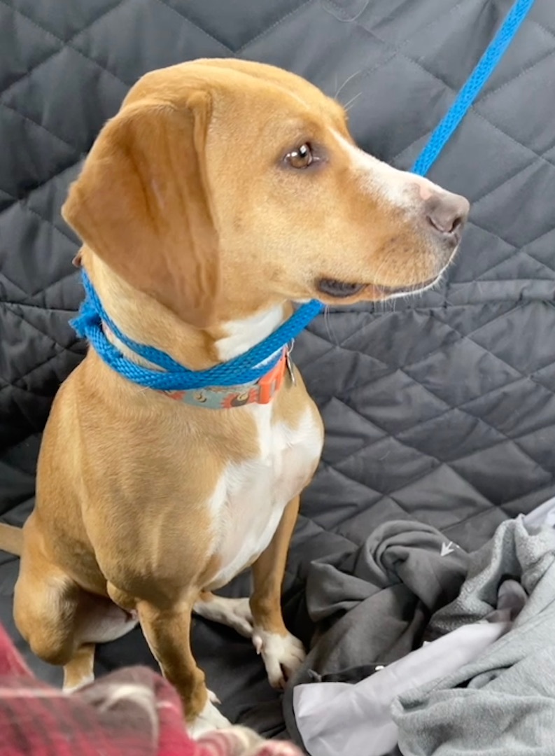 Fawn, a Adopted mixed breed in Shelbyville, TN image 3/10