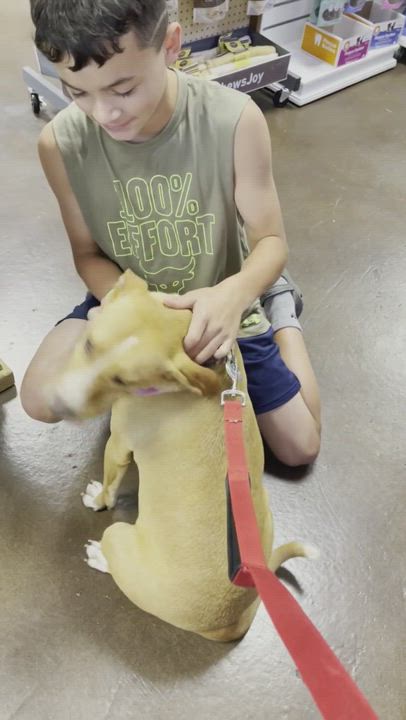 Enlarge Fawn, a Adopted mixed breed in Shelbyville, TN video 8/10