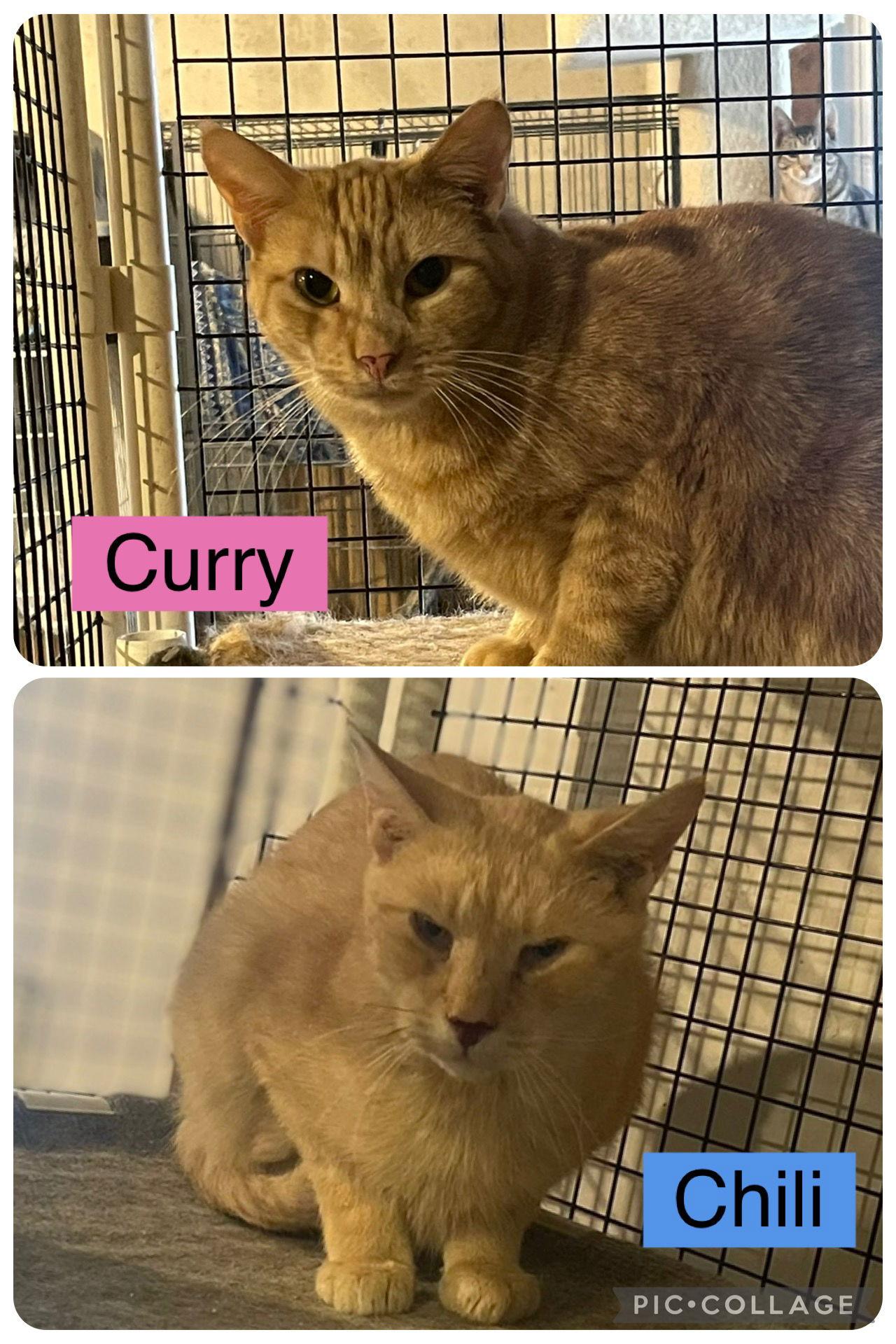 Chili-Barn Placement Needed, a Adoptable mixed breed in Spring City, PA image 1/2