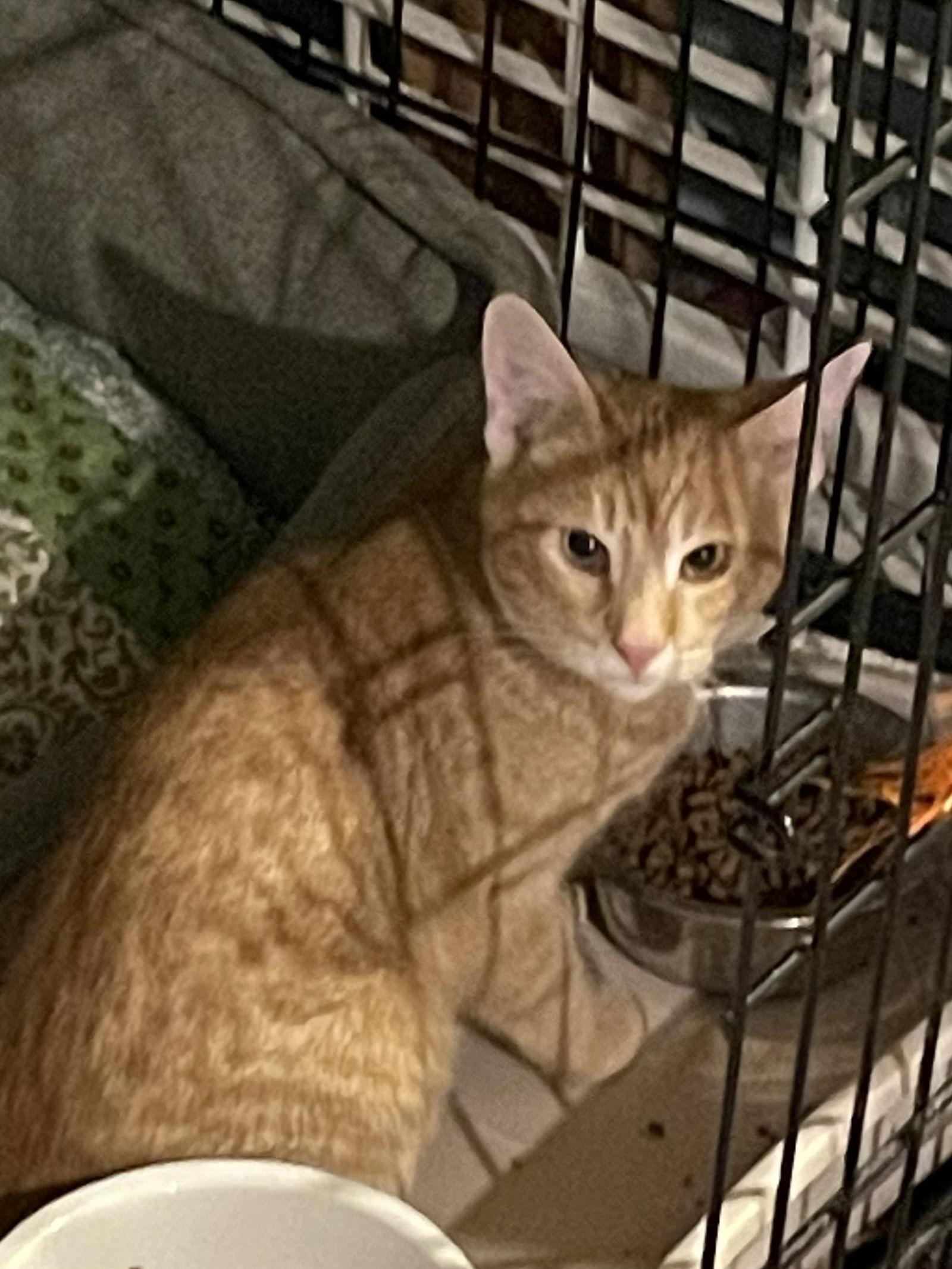Chili-Barn Placement Needed, Adoptable, Adult Male Domestic Short Hair & Tabby.