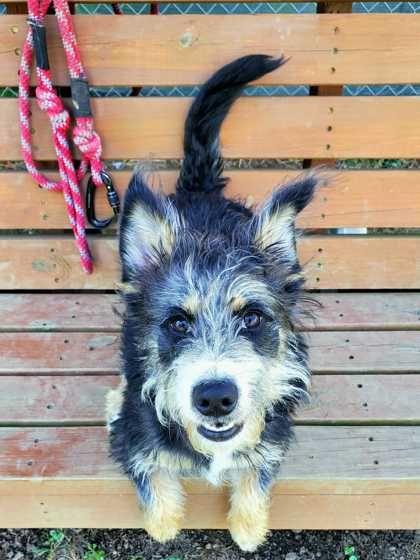 Enlarge Keebler, an adopted mixed breed in Williamsport, PA image 2/2