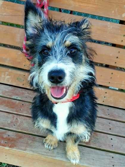 Enlarge Keebler, an adopted mixed breed in Williamsport, PA image 1/2