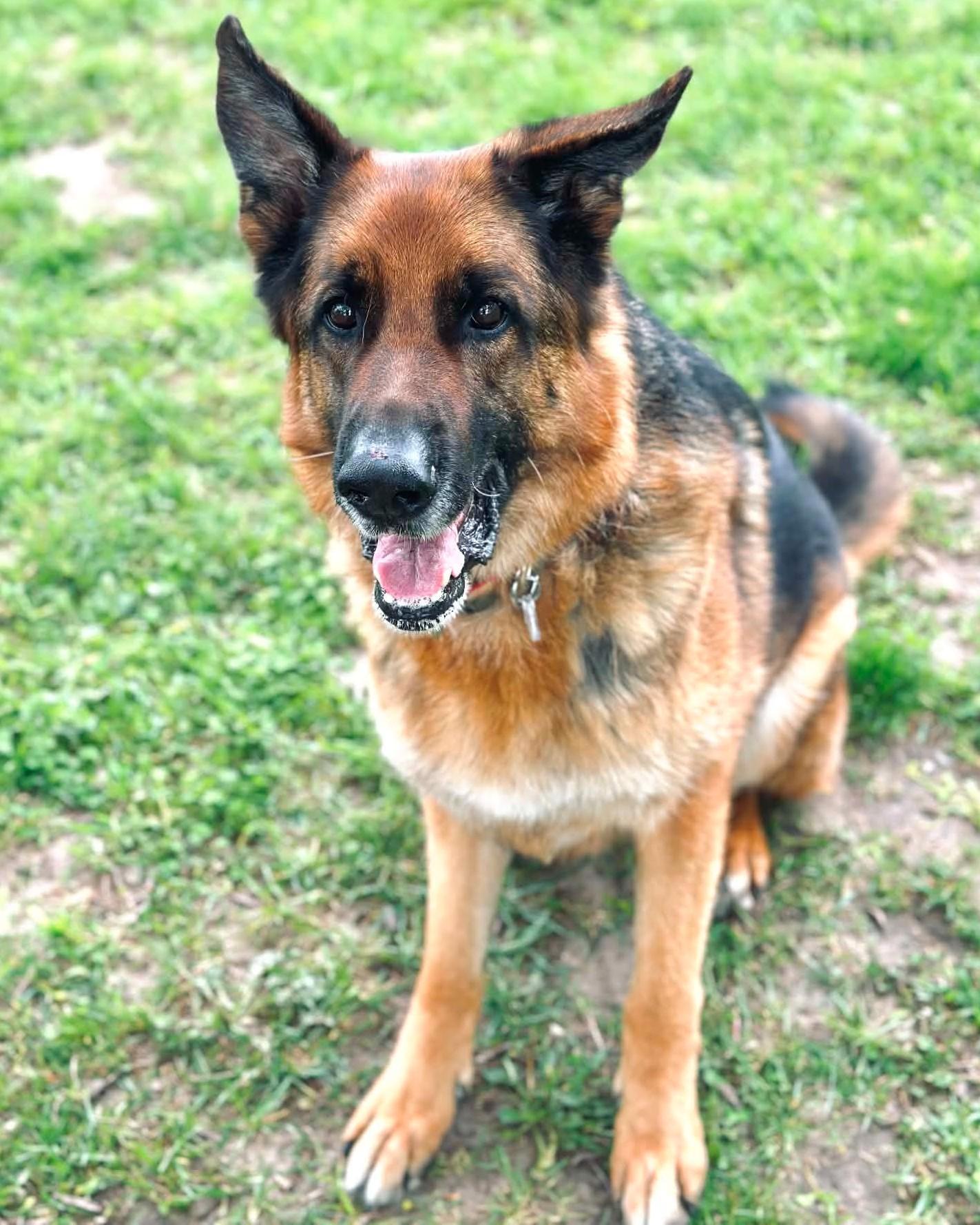 Big Boy Buddy, a ADOPTABLE mixed breed in Fremont, MI image 1/2