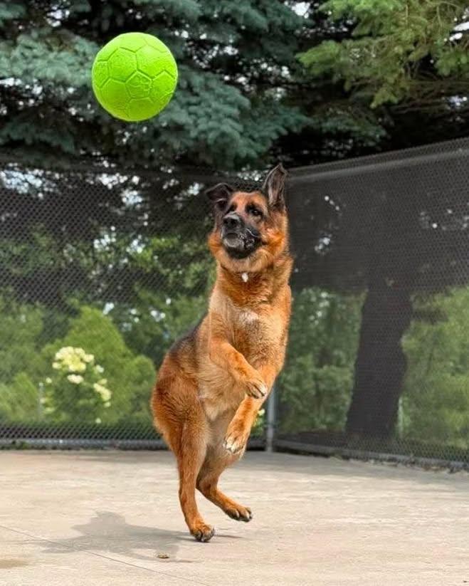 Enlarge Big Boy Buddy, a ADOPTABLE mixed breed in Fremont, MI image 4/4